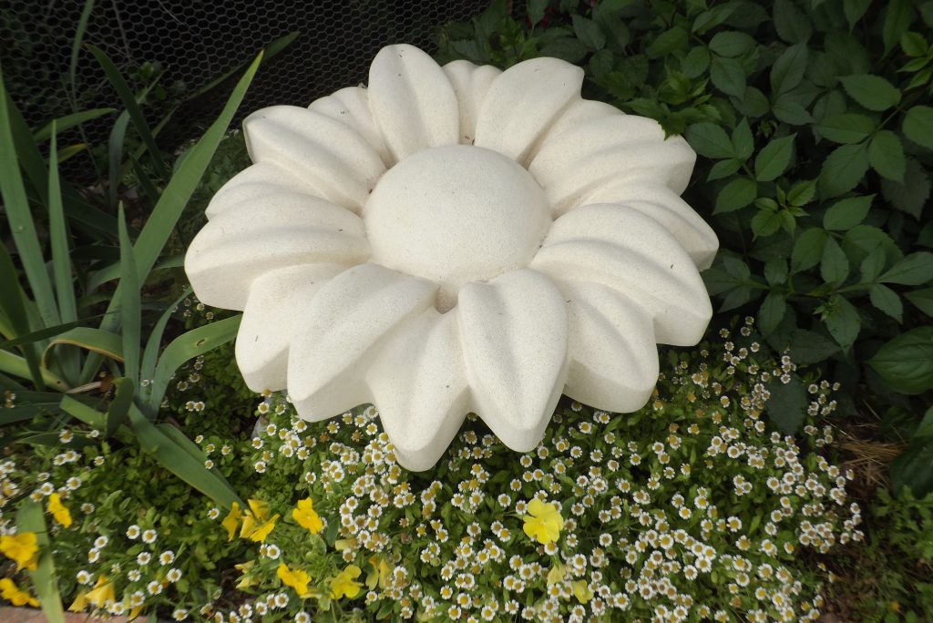 Giant Daisy